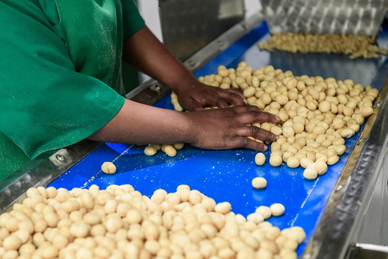 Quality assurance testing of macadamia kernels at every stage