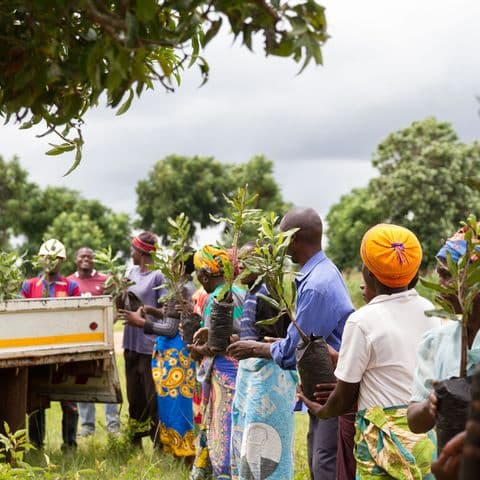 Queensland Nuts farmer partners in Kenya macadamia growing regions