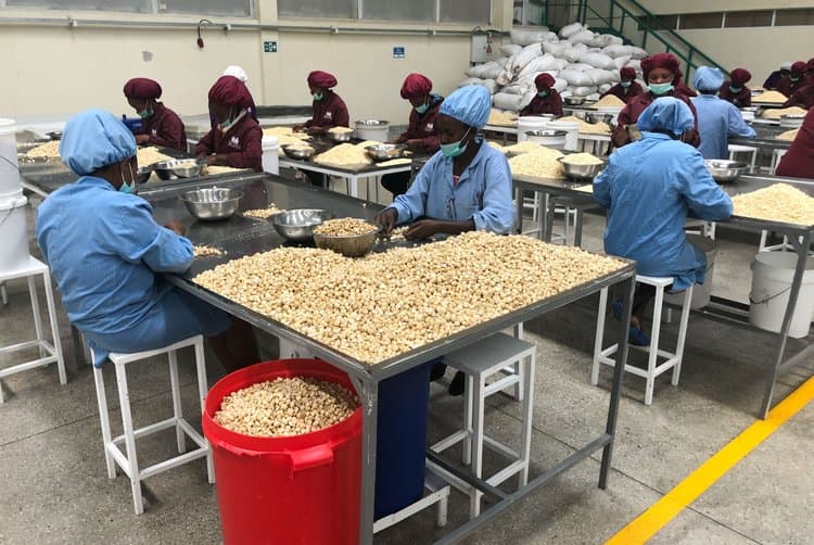 Quality control team sorting and grading macadamia kernels