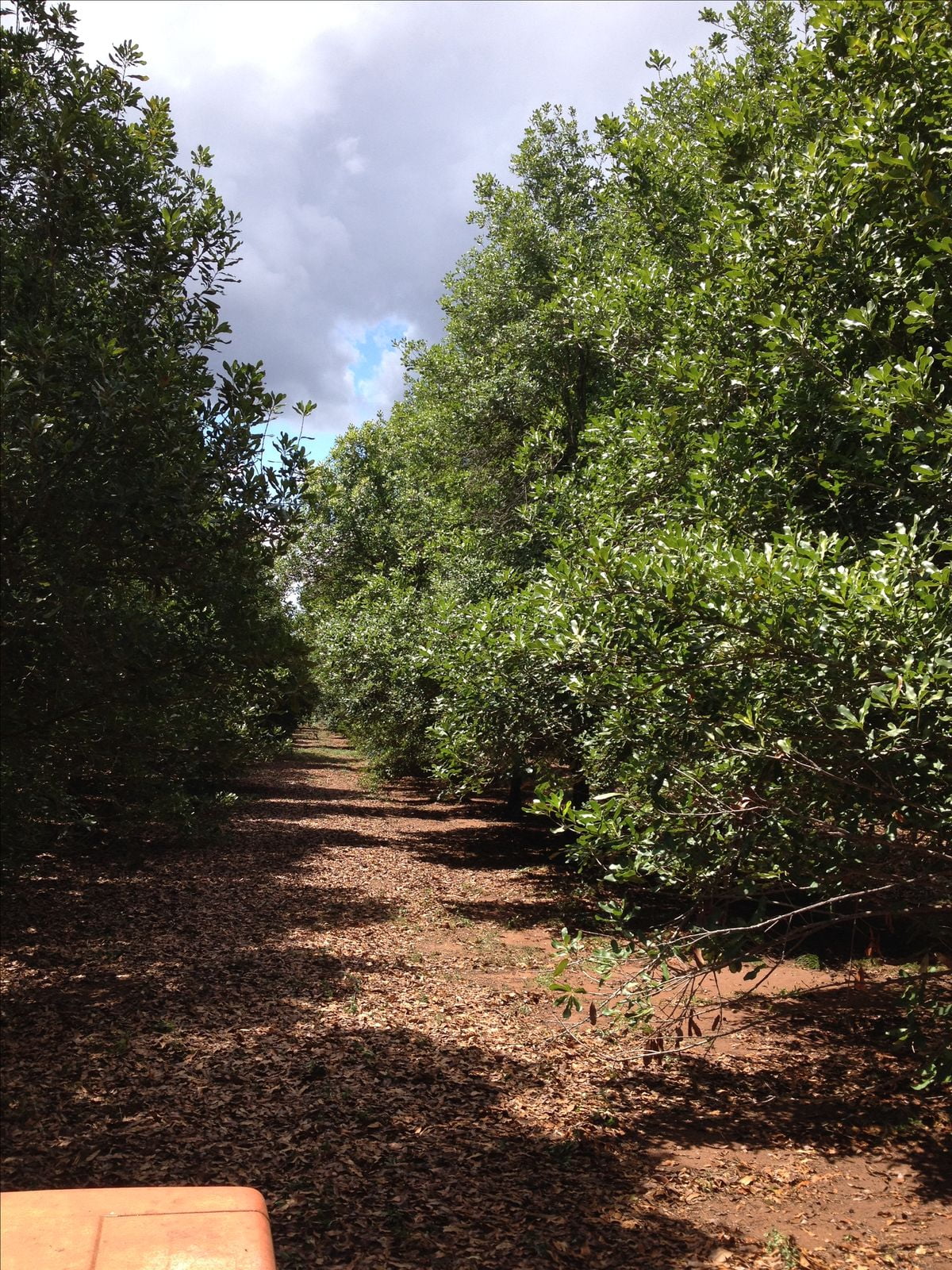 Macadamia orchard in Kenya where Queensland Nuts sources premium nuts from smallholder farmers
