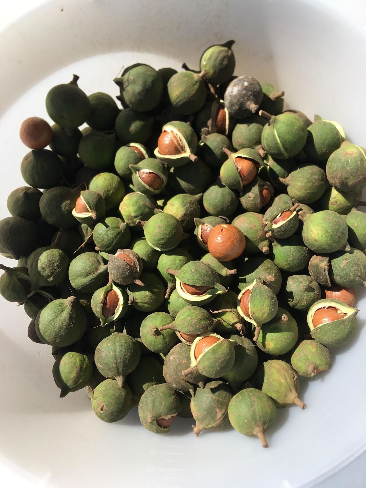 Freshly harvested macadamia nuts showing premium quality