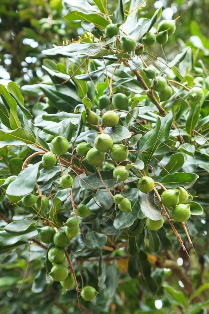 Macadamia nuts growing naturally on trees in Kenya